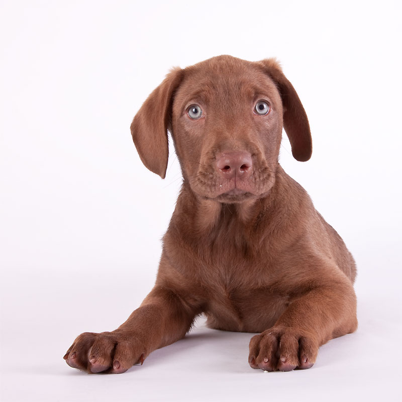 Brown Puppy